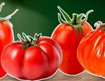 TasteAtlas, d&uuml;nyanın en iyi domateslerini a&ccedil;ıkladı! T&uuml;rkiye yine farkını ortaya koydu