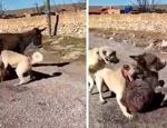 Kangal köpeklerini sıpaya saldırtan cani serbest kaldı