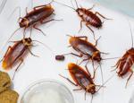 Evdeki hamam böceği nasıl ilaçlanır? Hamam böceği nasıl yok edilir Sarı hamam böceği yok etme