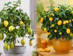 Evde saksıda limon nasıl yetiştirilir? Limon yetiştirmenin ve bakımının püf noktaları
