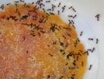 Evdeki karıncalar nasıl yok edilir? Karıncalardan kurtulmak için en etkili yöntem nedir