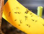 Evdeki böceklere kesin çözüm! Evde uçan küçük sinekler nasıl önlenir?