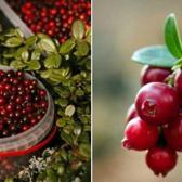 Kızılcık mevsimi başladı: Fiyatı 80 liraya kadar çıktı! Kızılcık meyvesinin bilinmeyen faydaları