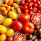 "D&uuml;nyanın En İyi 10 Domatesi" a&ccedil;ıklandı: T&uuml;rkiye'den eşsiz lezzet listeye damga vurdu