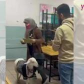 Bir vatandaş kuzuyla oy kullanmaya gitti! Kazak giyen kuzunun sevimliliği kalpleri fethetti