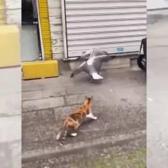Sokak ortasında kavga eden martıları ayıran cesur kedinin videosu ‘helal olsun’ dedirtti!
