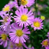 Uzman isimden kritik uyarılar: Bahar aylarının kabusu polen alerjisi alarmı!