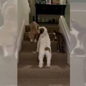 G&uuml;lben Ergen'in anneler g&uuml;n&uuml; paylaşımı tepki topladı! K&ouml;pekler eve, anne huzurevine