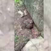 Kedi sanmıştı nesli t&uuml;kenmekte olan vaşak &ccedil;ıktı!