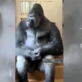 Eşiyle tartışan goril Kiyomasan'ın d&uuml;ş&uuml;nceleri anları viral oldu!