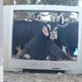 Fenomen &ccedil;obanın ke&ccedil;isi hava durumu sunmaya başladı!