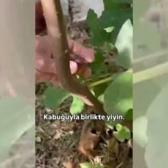 İncirin kabuğunu soyanlar yandı! Meğer her derde devaymış