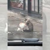 İstanbul&rsquo;da bir kedinin arkadaşına masaj yaptığı anlar g&uuml;l&uuml;msetti