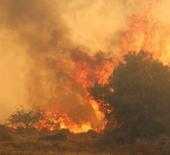 İzmir'de orman yangını: Bir bağ evi kül oldu!