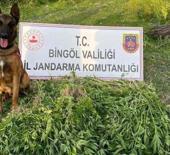 Bingöl'de 4 günde 14 bin 933 kök kenevir ele geçirildi