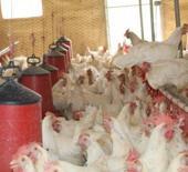 30 tavukla başladı, 1.700 tavuğa ulaştı! Bölgeye örnek oldu