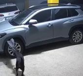 Trabzon’da 3 köpek, SUV marka aracı parçaladı