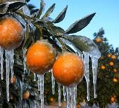 Zirai dondan etkilenen üreticilere 1,7 milyar lira yeni destek ödemesi