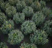 Çiftçinin bir yıllık emeği çöp oldu! 10 dönüm tarlada 2 kasa ürün çıktı