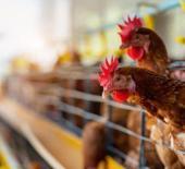 Almanya'dan artan vakalara yeni önlem: Uymayana 30 bin avro ceza!