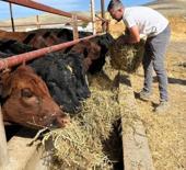 Bakanlık desteğiyle başlamıştı: Hedefi 150 baş hayvan!