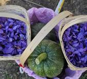 Çorum'da Safran Hasat Şenliği yapıldı