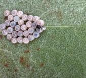 Gürcistan üzerinden Türkiye’ye geldi! İstanbullunun son kabusu oldu, hızla yayılıyor