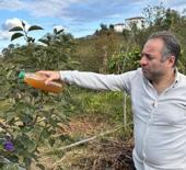 Kahverengi kokarca zararlısına karşı doğal çözüm