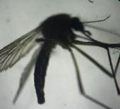 Hong Kong'da kırmızı alarm... Chikungunya ateşi endişesi! 