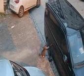 Mahallenin kedisi öyle bir şey yaptı ki... "Esenyurt'un kedisi bile belalı"