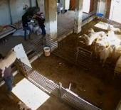 Siyonistlerin vahşeti kan dondurdu! Hayvanla bunu yapan insana ne yapmaz!