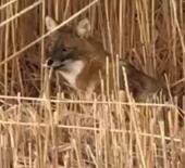 Sultan Sazlığı Milli Parkı’nda çakal görüntülendi 