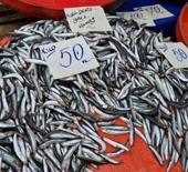 Tekirdağ'da hamsinin kilosu 50 liraya kadar düştü