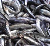 Denize kıyısı olmayan şehirde hamsinin kilosu 50 TL’ye düştü, vatandaş poşet poşet aldı