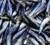 Tezgahlarda hamsi bolluğu