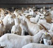 TİGEM 350 reforme keçi satacak