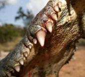 Gördüğünüz an yolunuzu değiştirin! En güçlü ısırma gücüne sahip hayvanlar açıklandı...