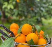 Havran mandalinasında hasat vakti