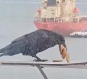 6 bisküviyi aynı anda gagasına sığdırmaya çalışan karga kamerada