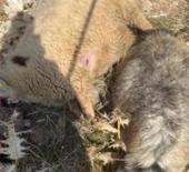 Sürüden ayrılan koyunları kurt kaptı: 28 koyun telef oldu