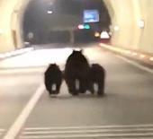 Amasra’da tünelde 3 ayı sürprizi