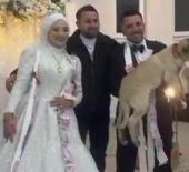 Düğün hediyesi olarak 100 bin liralık köpek hediye etti