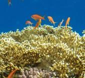 Kızıldeniz’in renkli su altı bahçeleri görüntülendi