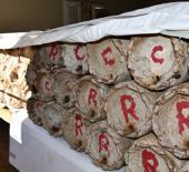 Misafir odasında muhafaza ediliyor: Kilogramı 10 bin TL