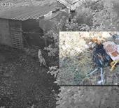 Başıboş sokak k&ouml;pekleri k&uuml;mese girerek 30 tavuğu telef etti