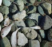 Sahile vuran balıkların &ouml;l&uuml;m nedeni kirlilik değil! İşte &uuml;zerinde durulan ihtimal