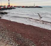 Tekirdağ'da sahilde kırmızı yosun birikti