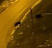 A&ccedil; kalan domuzlar şehre indi