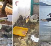 Ak pelikan doğaya d&ouml;nd&uuml;