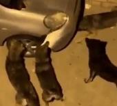 İstanbul'da Başıboş k&ouml;pekler park halindeki aracı par&ccedil;aladı